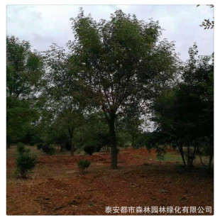 ɽ�|��ľ���س��۰��DС�����l�G������ͥԺ���猦����Ϟ