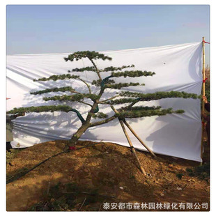 ɽ�|��ľ�������l���|�������ľ ��Ʒ��������̓����gӭ�xُ