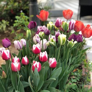 ������N�� ������N���^��ֲ���̨�����ͺ�����������