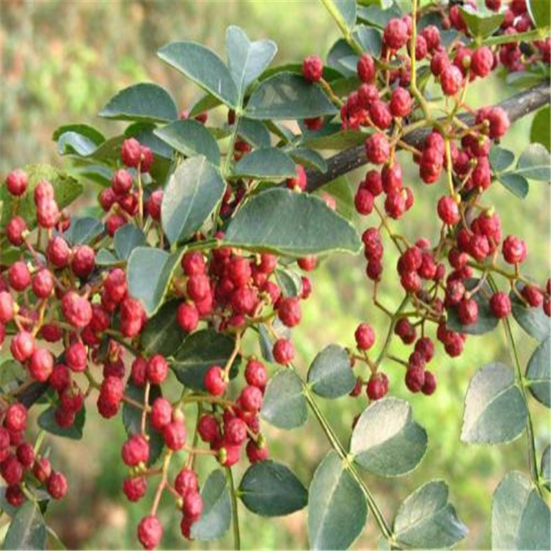 公分粗大红袍花椒树苗基地批发根系好易成活一量大优惠大红袍花椒