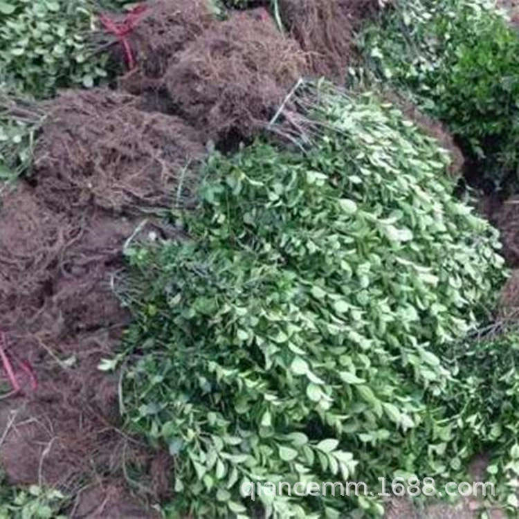 Базовый оптовый проект рассады Big Leaf Берескет Холли Копье Просо Рассада Дорожное озеленение Проект рассады с большим количеством рассады со скидкой