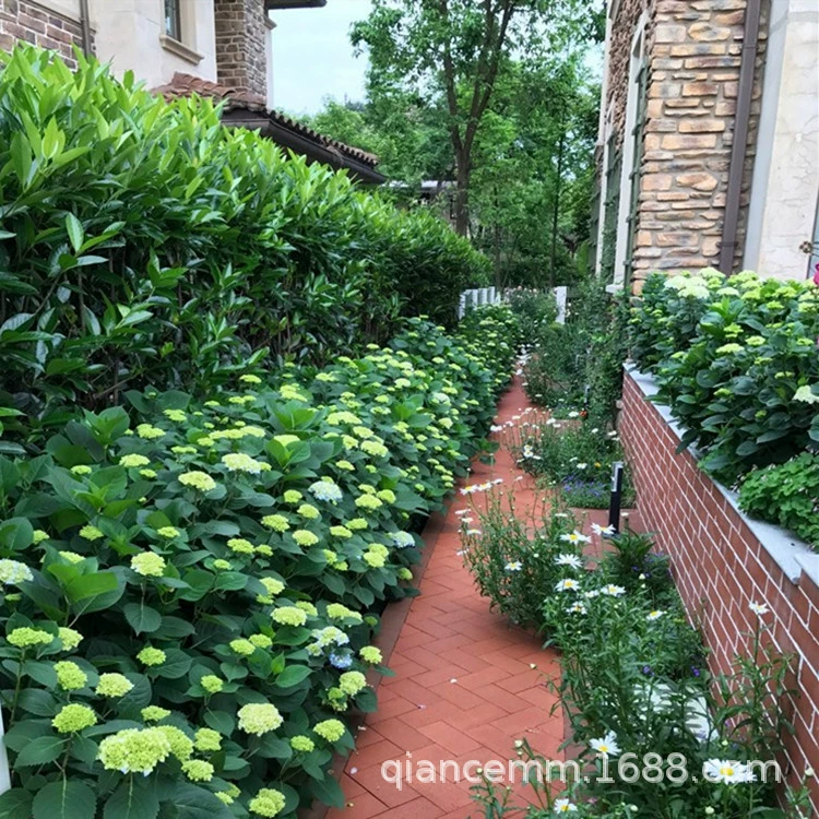 Оптовая Рассада Гортензии Большой Цветок Гортензия Горшечный Балкон Сад Вилла Озеленение Проект Цветочные Растения