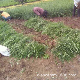 ͺӭ辰̽ͥԺԮٴ܈󴺻ֲ