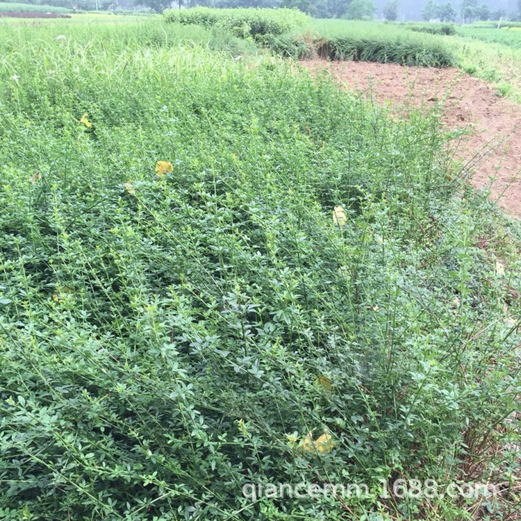 Низкая цена оптовые инженерные озеленение саженцев зимние саженцы жасмина спецификации полные цветы в горшках зимние саженцы жасмина