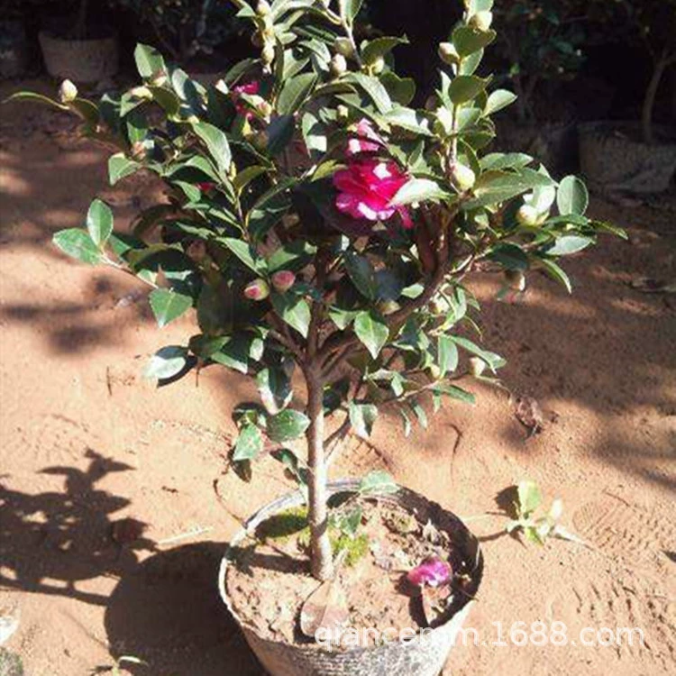 Оптовые рассады чайной сливы в горшках бонсай морозостойкие Цветочные растения, которые год цветения с бутонами живой изгороди Бутон со скидкой на большое количество