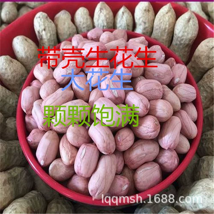 Новые семена арахиса в Шаньдуне