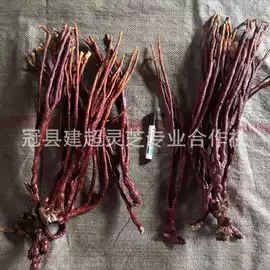 灵芝;盆景;其他农业