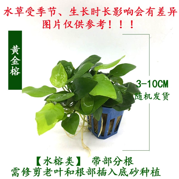 Golden ficus