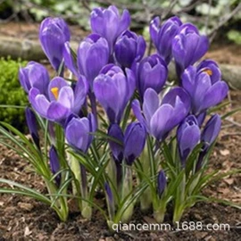 盆栽;种子;园林果树