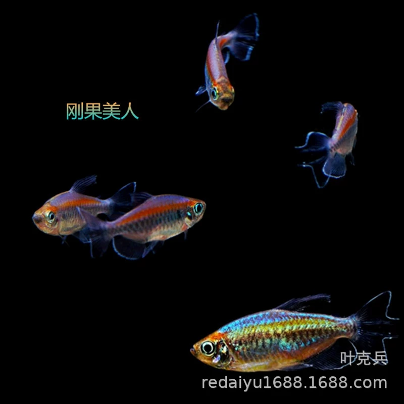 Тропические декоративные рыбы оптом Конго Русалка Конго тянуть флаг, также известный как Конго неоновая рыба, рыба Конго