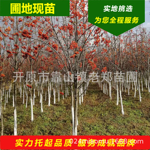 ���l�ٻ���鱘���ˮ�ܻ���L����|���t��鱘����ͺ����A���С��