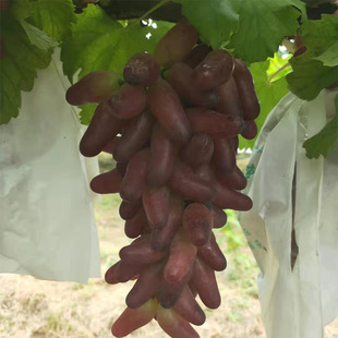 3��޽����ј��� �F�ڬF�l����ֱ�l��������������ָ������