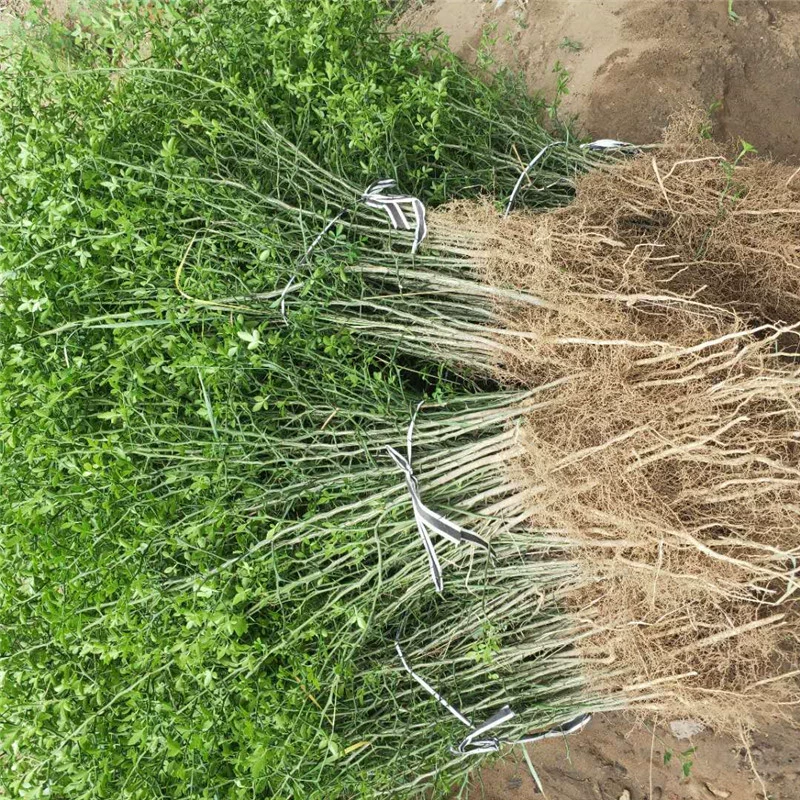 Саженцы шиповника, 2-летние саженцы шиповника, высота 50cm см, саженцы Citrus aurantium, поставляются с функцией удержания влаги и бесплатной доставкой.