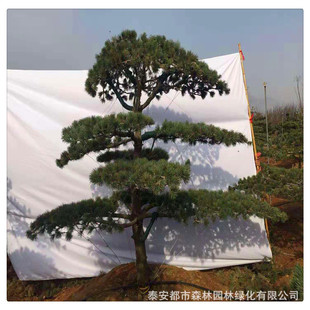 ɽ�|��������ɻ���ֱ�l�@�־G����ľ�������l����ɘ��΃���