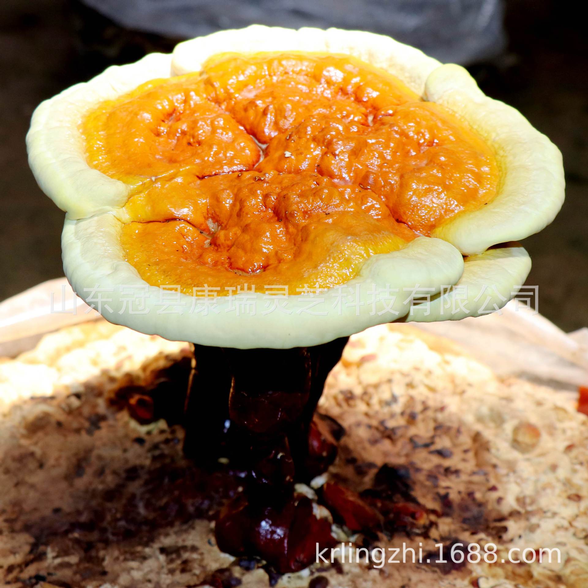 山东灵芝种苗 灵芝菌种子 灵芝原种 灵芝栽培种 灵芝种植技术