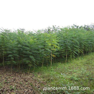 ����ֱ�N���С�����ǘ��繤�̾G����ľ��Θ��е���G�h���󃞻�