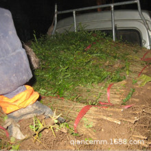 大小刺皂角树苗常年供应抗旱能力强适合山区种植皂角工程绿化苗木