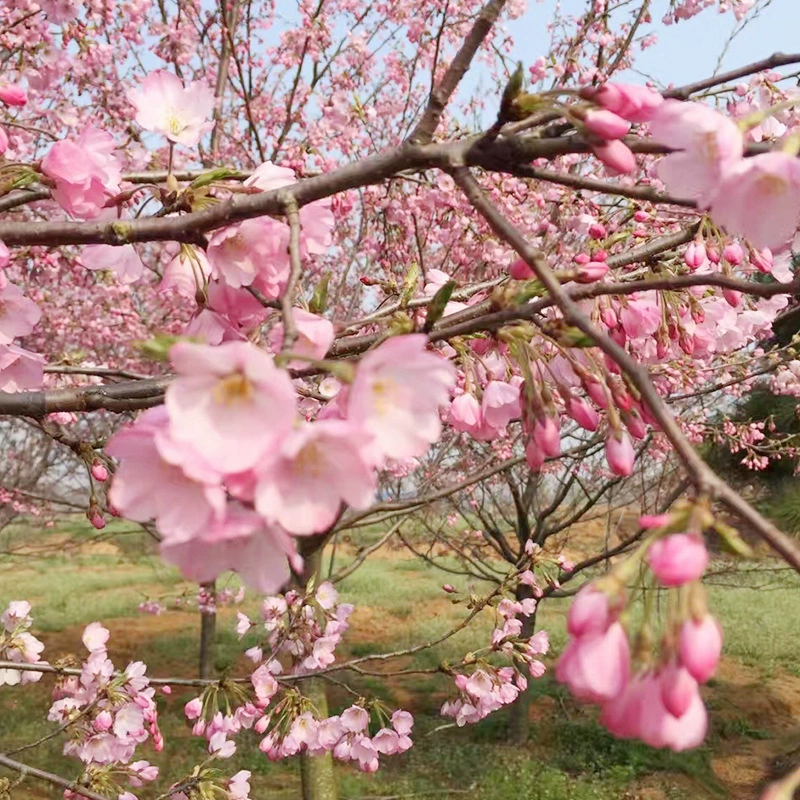 Рижао зеленый сад Тени 6 см Эдо берег Сакура, где продажа базовое предложение сакуры рыночная цена