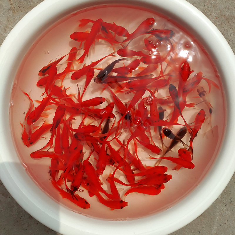 The resumption of work greatly promotes koi red grass to weigh small goldfish red grass carp carp fish dragon fish feed live fish cold water fish