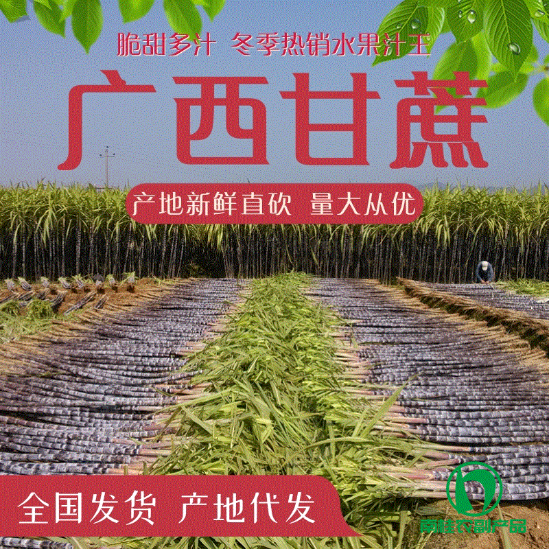 广西甘蔗产地万亩种植基地黑皮甘蔗批发量大从优产地直销新鲜