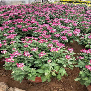 ��ջ� ���¾� �S��� ɽ�|����������Ҏ���ջ�ʮһ��[��