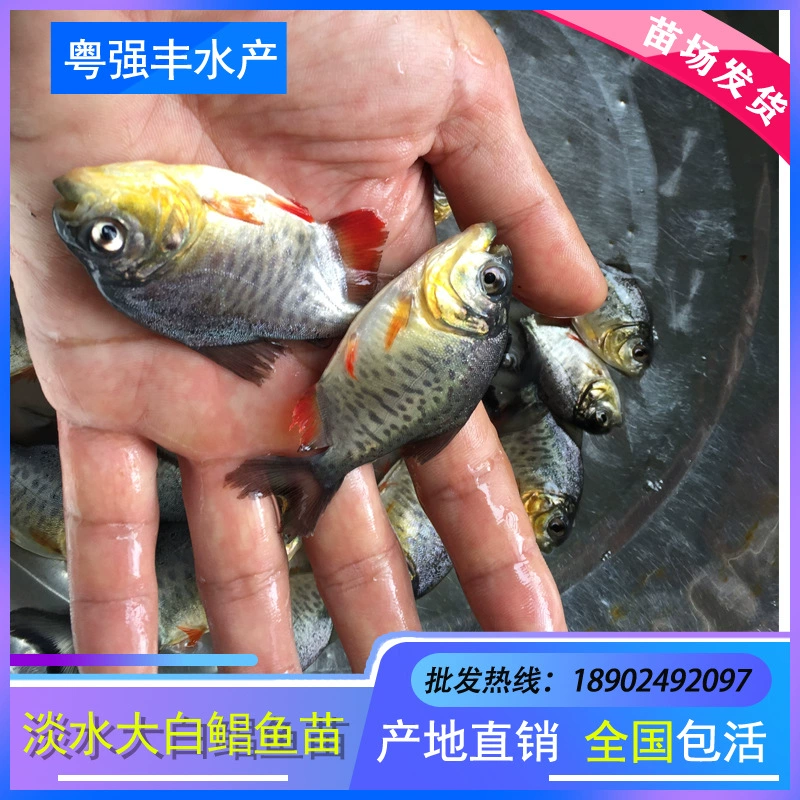 Большой запас пресноводной белой помфреты, красной помфреты, прямые продажи помфрета, оптовые поставки помфрета, прямые поставки с фермы помфрета в Россию