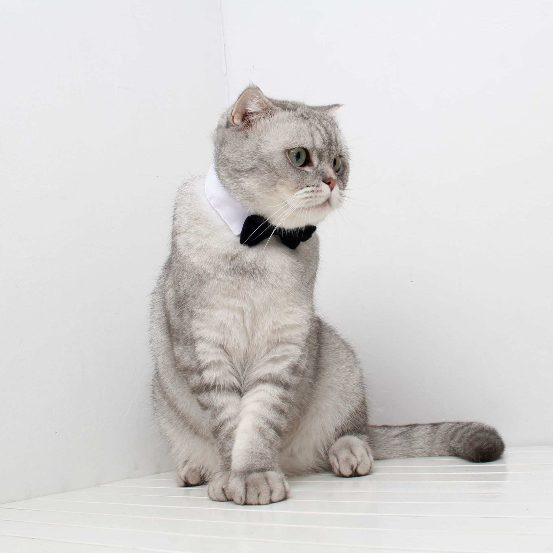 Bow tie