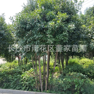 ����������Ӣ ���U��Ӣ�� 50cm�������^��Ӣ�� ���l�r��