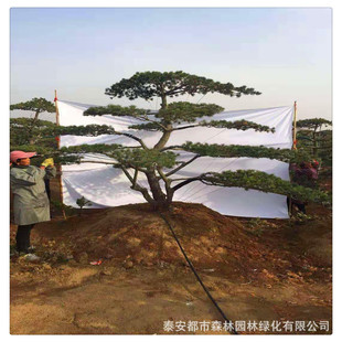 ɽ�|���l���|�������ľ ��Ʒ��������l ���̓�����������󃞻�