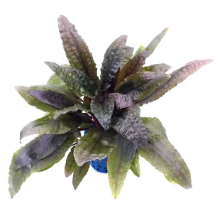 С���ݽ��ݻ��wˮ���~���쾰�ײ͑������ֽ�����ˮ�����l���ˮ��