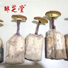 安徽大别山金寨灵芝标本 菌棒干品  红灵芝盆景瑞草神芝批发