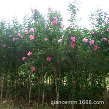 基地批发绿化苗木丛生木槿花树苗 3公分独杆木槿当年开花量大优惠