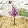 Bringing dragon snake orchids with velvet purple (excluding pots)