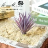Big collar tutoring purple purple purple (excluding pots)