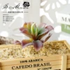 Small sprout vera velvet purple (excluding pots)