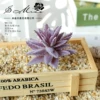 Large stabbing small aloe vera velvet purple (excluding pots)