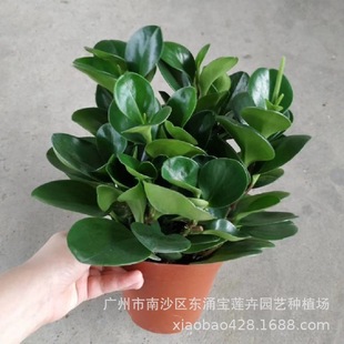 Manufacturer [Professional Quality] Wholesale Indoor Ornamental Flower Plants Small Potted Plants A120 Cup Green Leaf Jasper