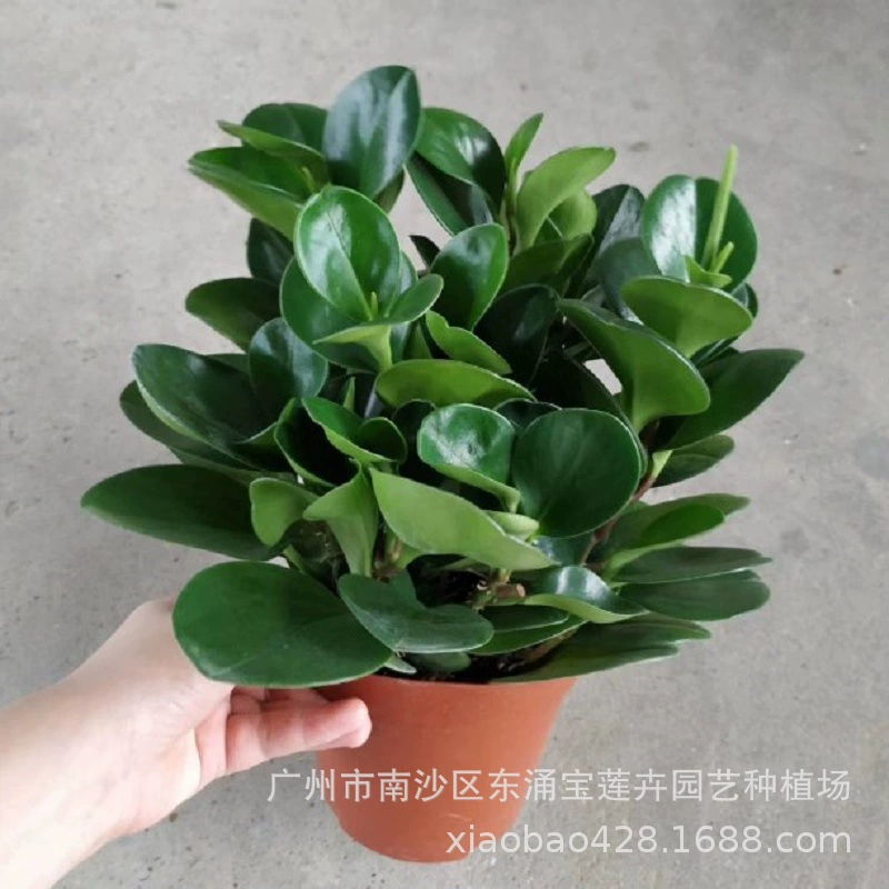 Производители [Профессиональное качество] Оптовые комнатные декоративные цветы завод небольшой горшок A120 чашка Зеленый лист яшмы