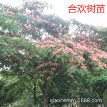 合欢树苗芙蓉花大树苗合欢小苗耐寒地栽盆栽庭院栽种工程绿化树苗