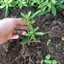 扦插地苗 金边瑞香 产地6-15公分左右高 香味大部分单支个别分叉