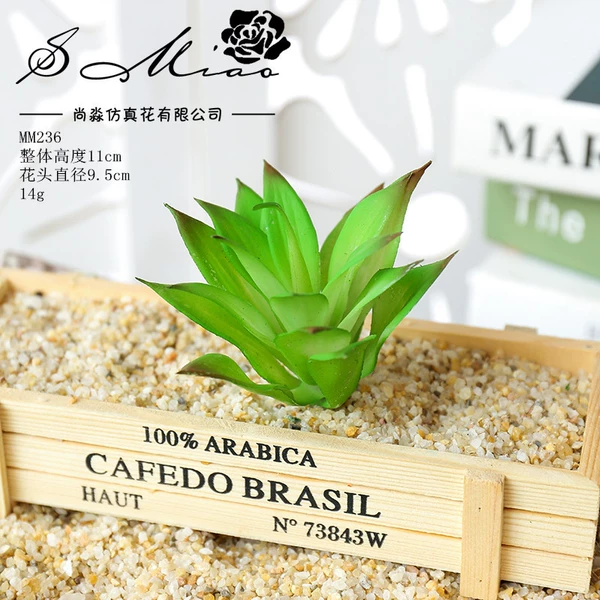 Little Dragon Snake Orchid Green (excluding pots)