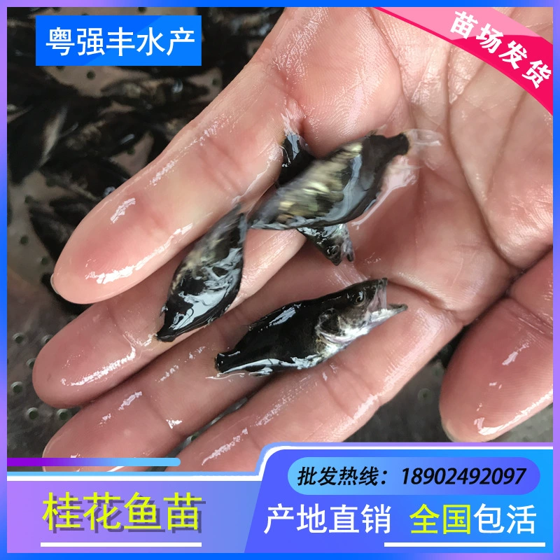 Прямые поставки из питомника: османтус, окунь, морской окунь, мандаринка, оптовая продажа рыбы.