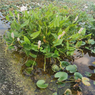 Hangzhou Xiaoshan Sells Ze Xie Seedlings, Copper Money Grass, Various Specifications and Large Discounts, Engineering Wetlands