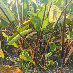 Xiaoshan Base Purple Taro Sells Various Aquatic Plant Varieties at Low Prices in Large Quantities with Large Discounts