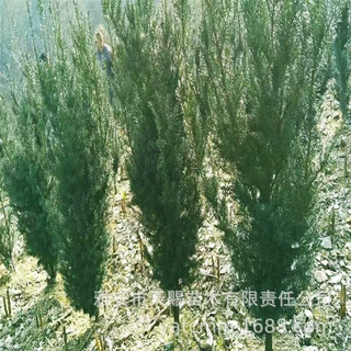 基地批发曼地亚红豆杉地苗高60-80cm冠30-35cm景区街道防护林降噪