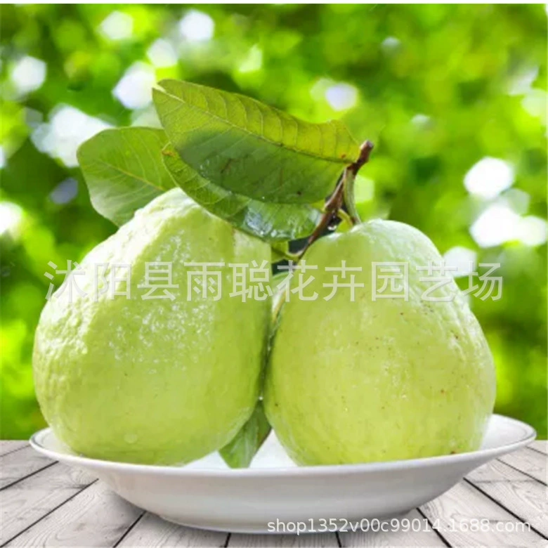 Семена плодового дерева оптом в питомнике