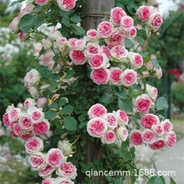 盆栽;种子;园林果树