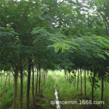 批发绿化苗木合欢树苗绒树花苗 庭院别墅绿化花卉植物 量大优惠