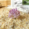 Stone lotus implanted purple (excluding pots)