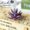 Sting small aloe vera velvet purple (excluding pots)